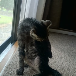 「雅(みやび)、初めてのシャンプー」サムネイル3