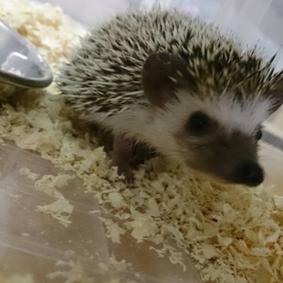 お顔がかわいいハリネズミ♪