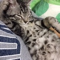 里親を探しています