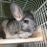 チンチラの男の子　飼い主様が決まりました サムネイル2