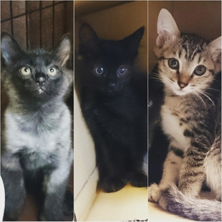 モップ、ブラシ、たわし（仮名）の家族を募集します！