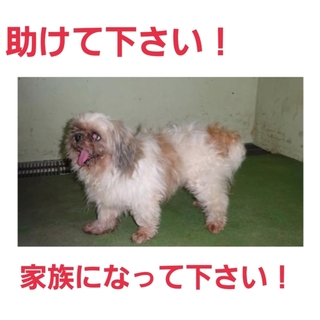 30日夜時点で募集なし!どうか助けて下さい!!