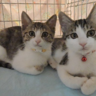 人馴れ抜群！元気いっぱいなハイパーキジ白兄弟！