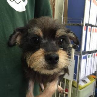 リサ♀ＭＩＸ(ヨーキー系）