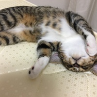 もな