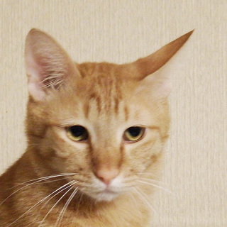 茶トラ模様がキレイ☆はくたかくん