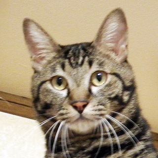 ツンデレ王子☆つるぎくん