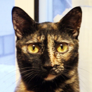 サビ猫そっくり姉妹☆たきびちゃん