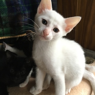 黒猫２匹と白猫