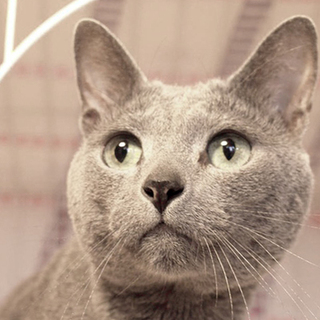 グレー猫　ヘミングウェイ君里親募集