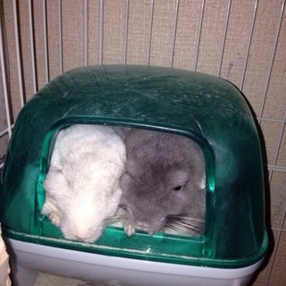 メスの可愛いチンチラ二匹です♪