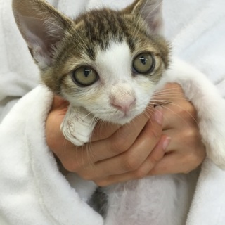 スリゴロ！人慣れ抜群のキジ白子猫ちゃん、ド～くん♪