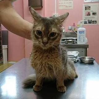 再募集　ソマリ　しんのすけ君里親募集