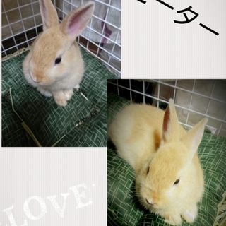 ミニうさぎの男の子