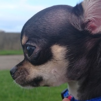 クリストファー・ハリー