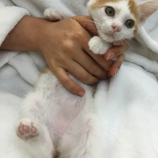 スリゴロ！人慣れ抜群の茶白の子猫、ミ～ちゃん♪