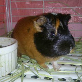 モルモット生後6ヶ月の女の子 里親さん募集