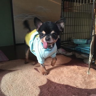 ビビリの甘ったれです   ただ今､交渉中です｡