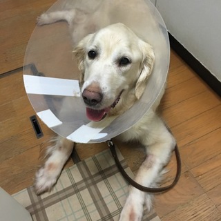 素敵な里親様が決まりました！