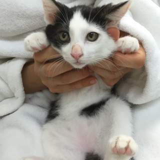 スリゴロ！人慣れ抜群の白黒の子猫、ファ～くん♪