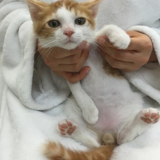 スリゴロ！人慣れ抜群の茶白の男の子、ソ～くん♪ 