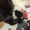 の写真