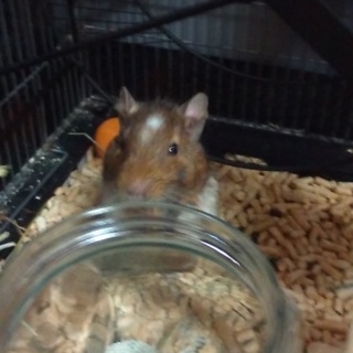 デグー(パイド)男の子　1匹