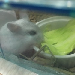 ちろたんの恋