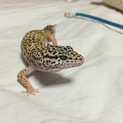 ヒョウモントカゲモドキ2匹の里親募集します