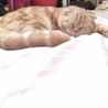 猫ちゃんの幸せ探し(保護活動者)