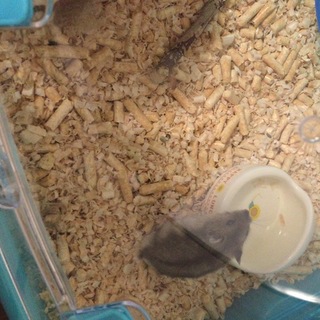 ジャンガリアンハムスター親子の里親募集