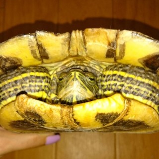 ミドリガメ(メス)