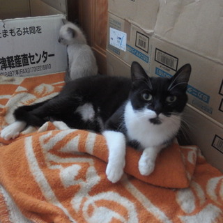 白黒★成猫