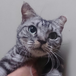 べったりアメショ