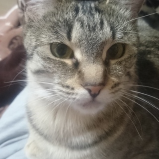 キジトラとメインクーンのハーフ、3歳メス