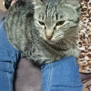 キジトラとメインクーンのハーフ、3歳メス