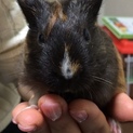 もふもふモルモットちゃん