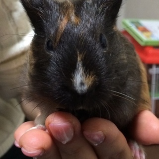 もふもふモルモットちゃん