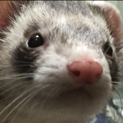 フェレットくんです(*･ω･*)