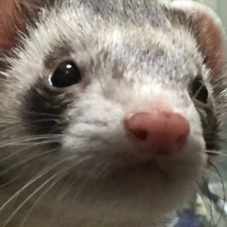 フェレットくんです(*･ω･*)