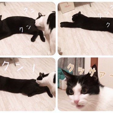 ドンくんの、尻を嗅いだら、くさかった…  2016.7.25