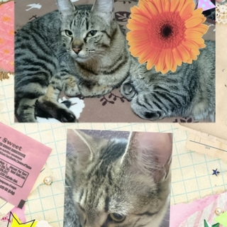 キジトラとメインクーンのハーフ、3歳メス