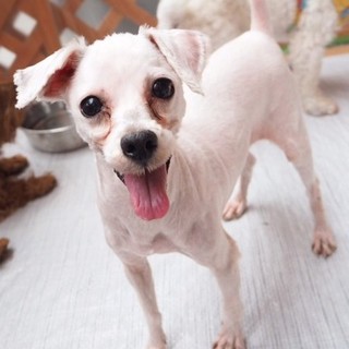 マルチーズのパールちゃん