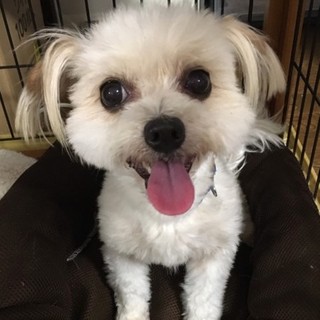 マルチーズMIXのチコくん