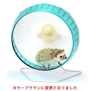 再募集 2016/05/26生まれ デグー♂