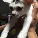 生後5ヶ月未満の子猫の里親さん募集！
