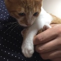 4ヶ月未満の子猫の里親さん募集！