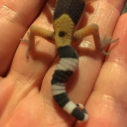 「奇形なのかな？」サムネイル2