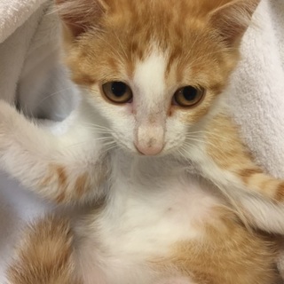 茶トラ白のカワイイおんにゃの子、チャコちゃん♪ 