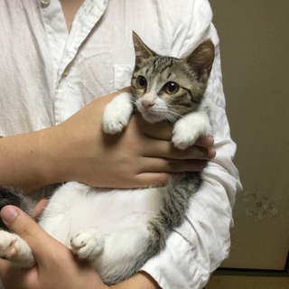 4ヶ月のサバシロ子猫ちゃん、フクくん♪